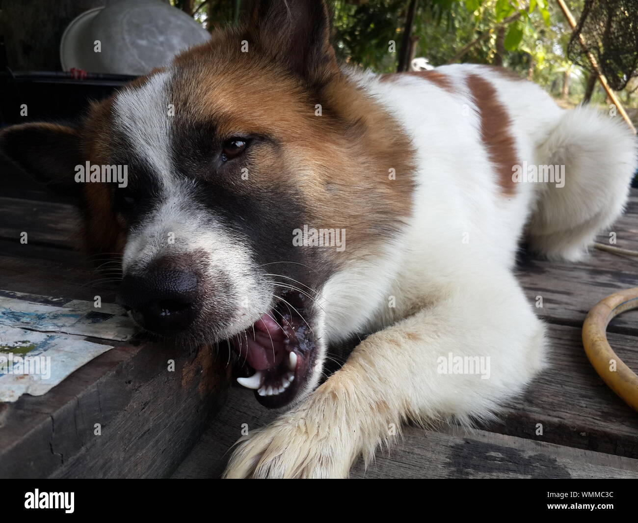 Portrait Of Dog Biting Wood Stock Photo Alamy