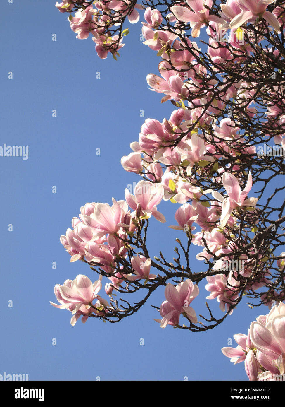 Magnolia tree hires stock photography and images Alamy