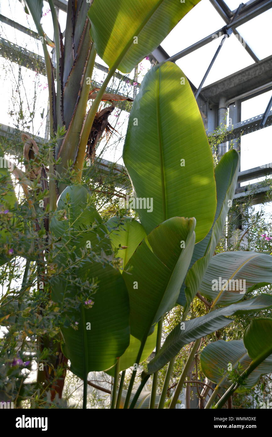 Banana greenhouse hires stock photography and images Alamy