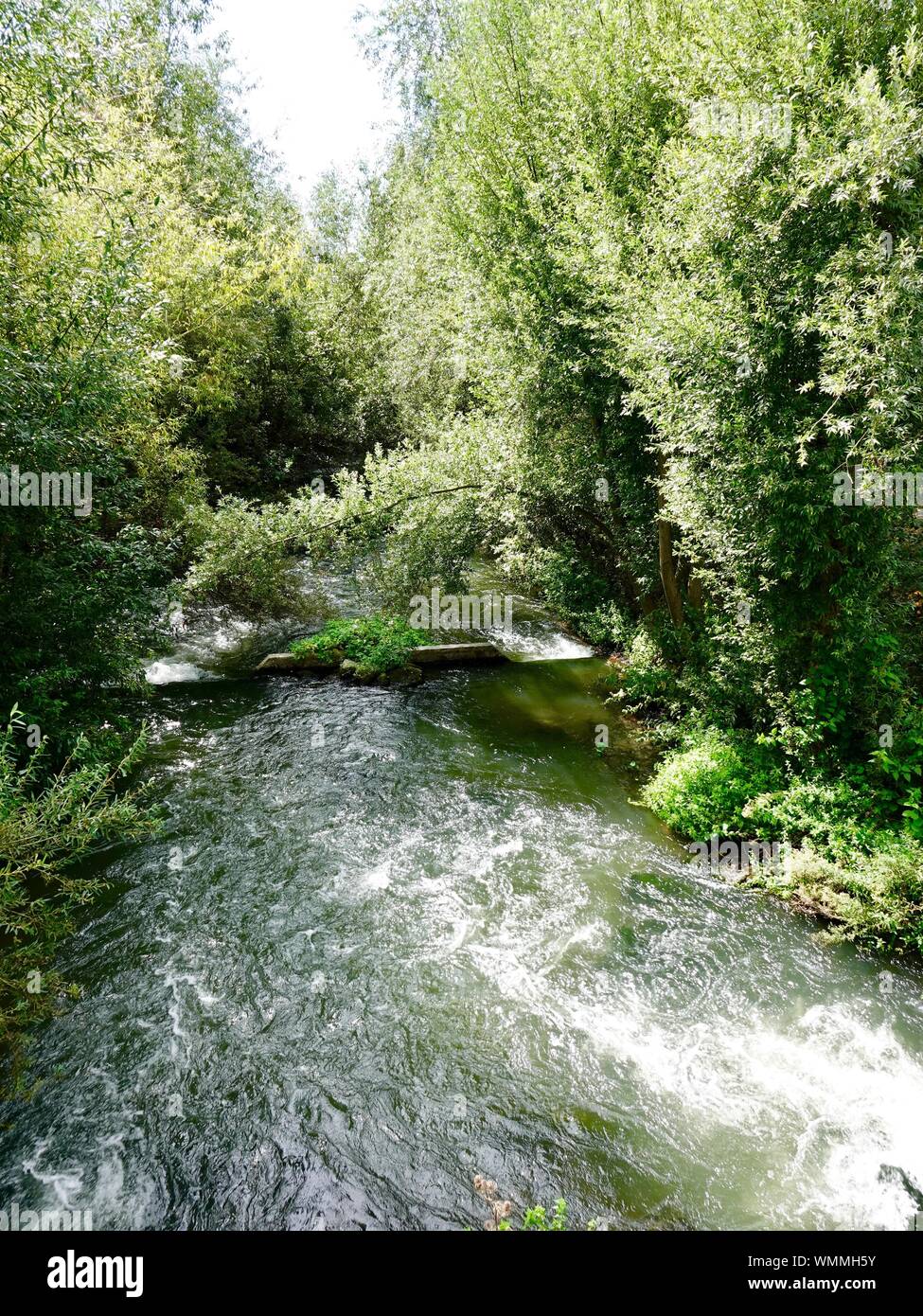 Rushing water channel cutting through the forest on Île Nancy, just below where the River Oise joins the Seine, Andrésy, France Stock Photo