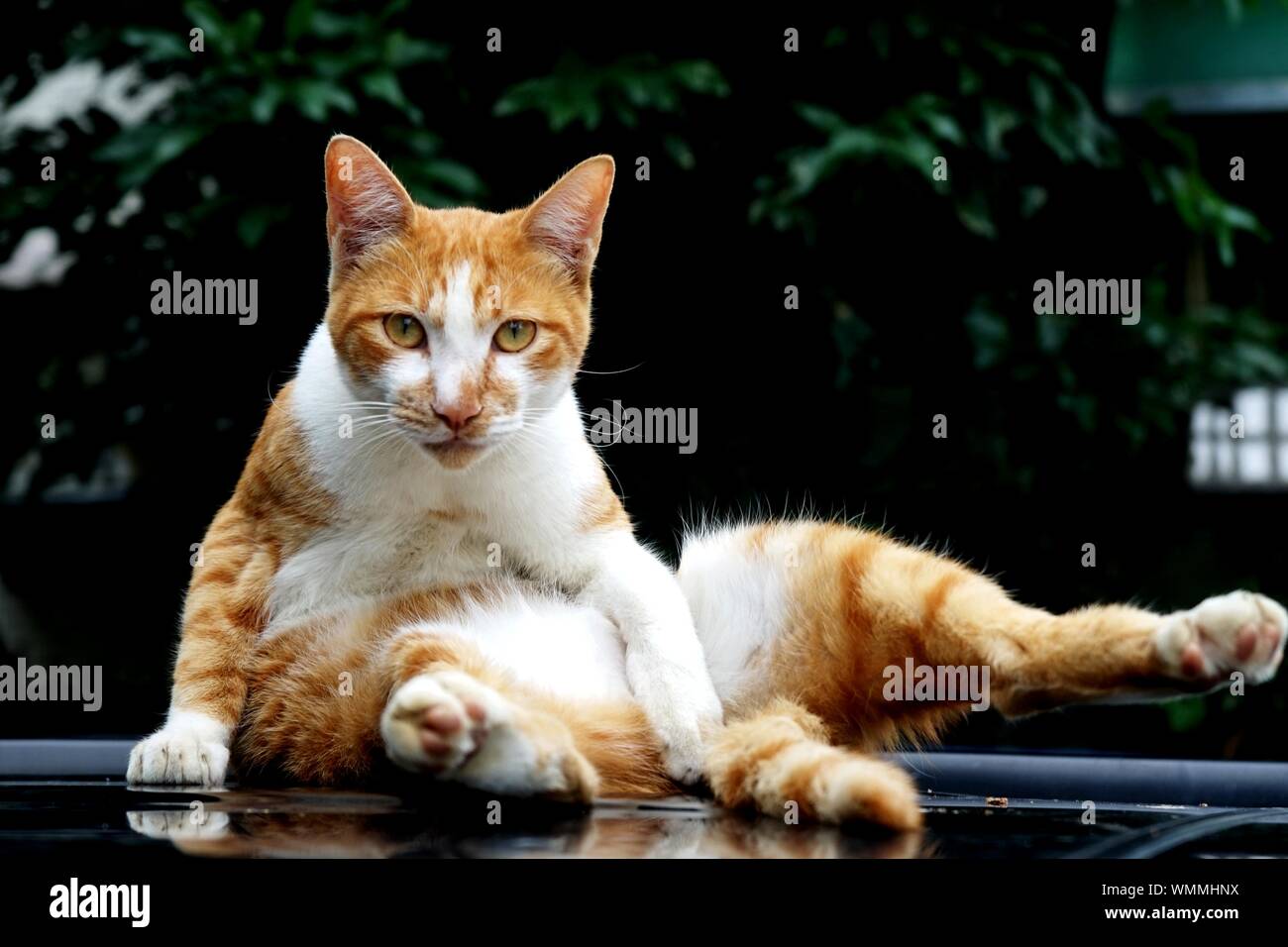 Sitting on the roof hires stock photography and images Alamy