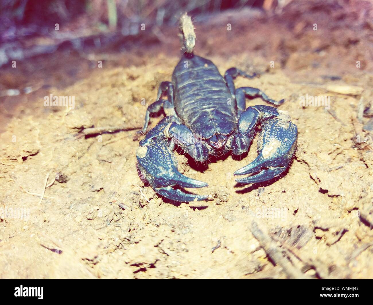 Close-up Of Scorpion On Sand Stock Photo - Alamy