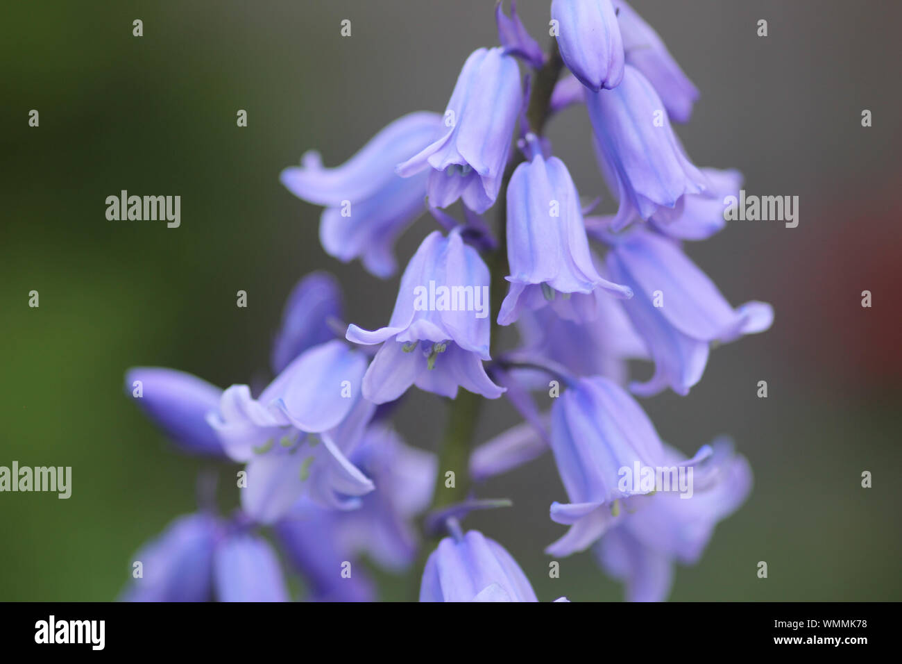 Close-up Of Bluebell Flowers Growing At Park Stock Photo