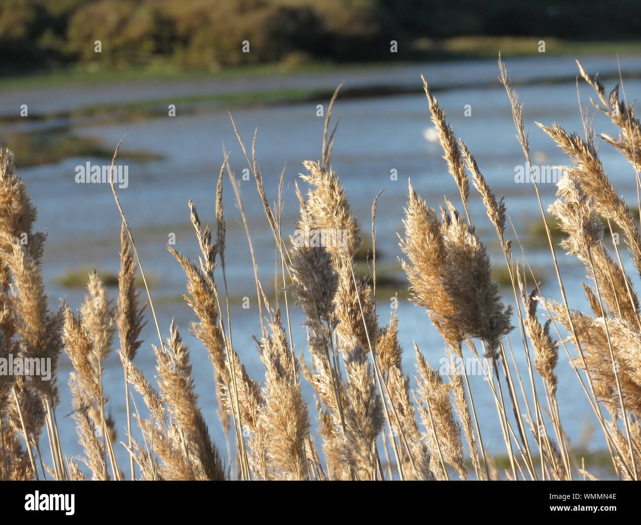 Reed plants hires stock photography and images Alamy
