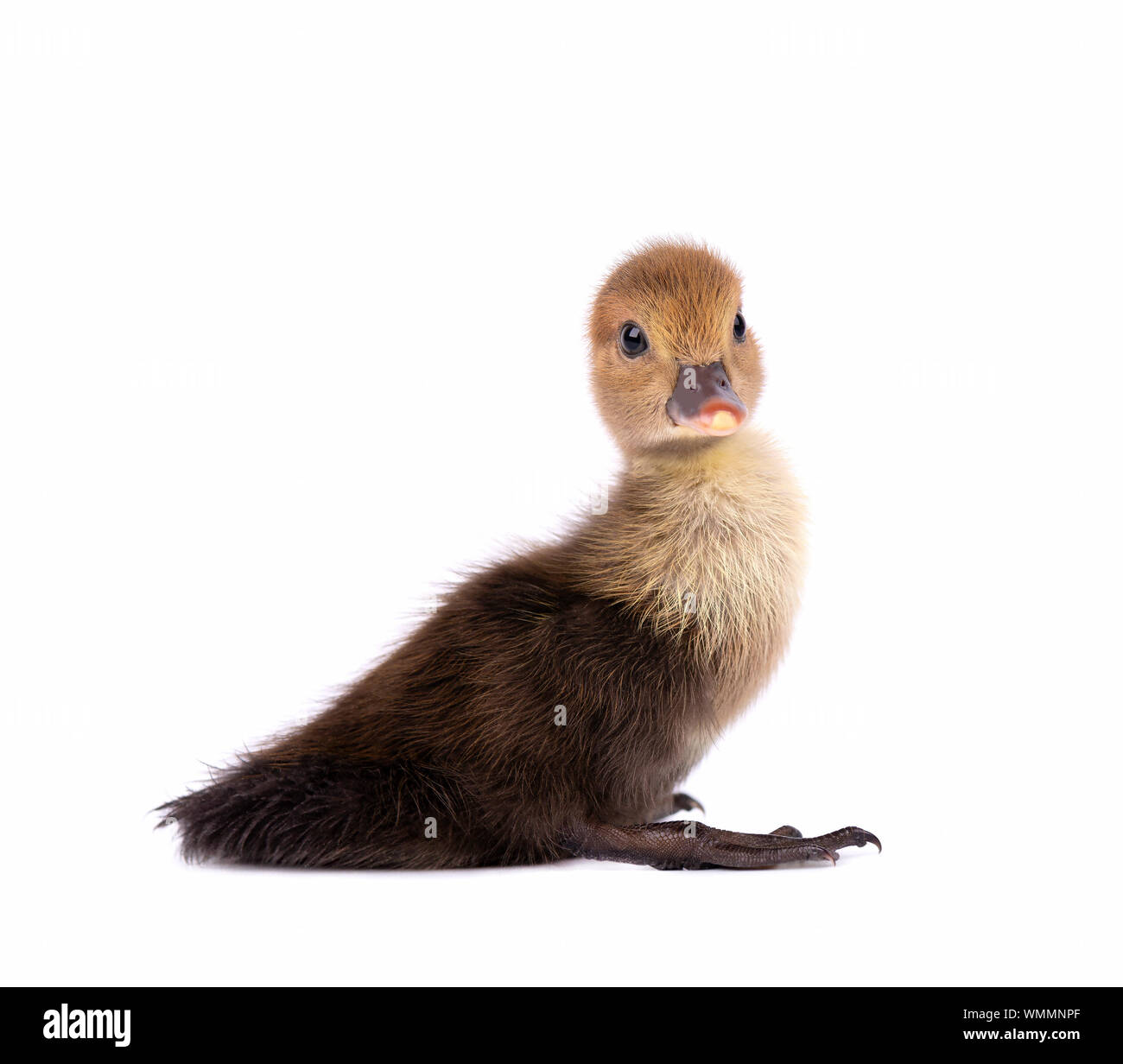 Newborn duckling isolated on white background. Duck with clipping path. Stock Photo