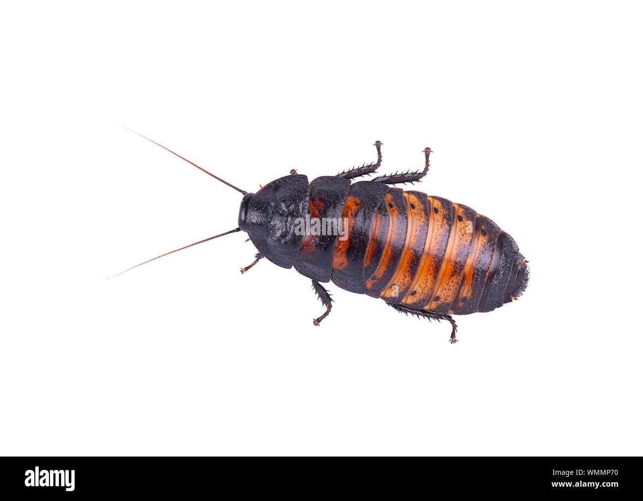 Madagascar hissing Cockroach isolated on white background Stock Photo Alamy
