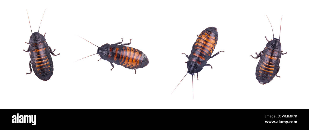 Cucaracha hi-res stock photography and images - Alamy