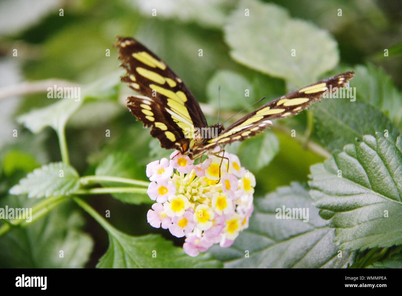 Aumuhle Stock Photos Aumuhle Stock Images Alamy
