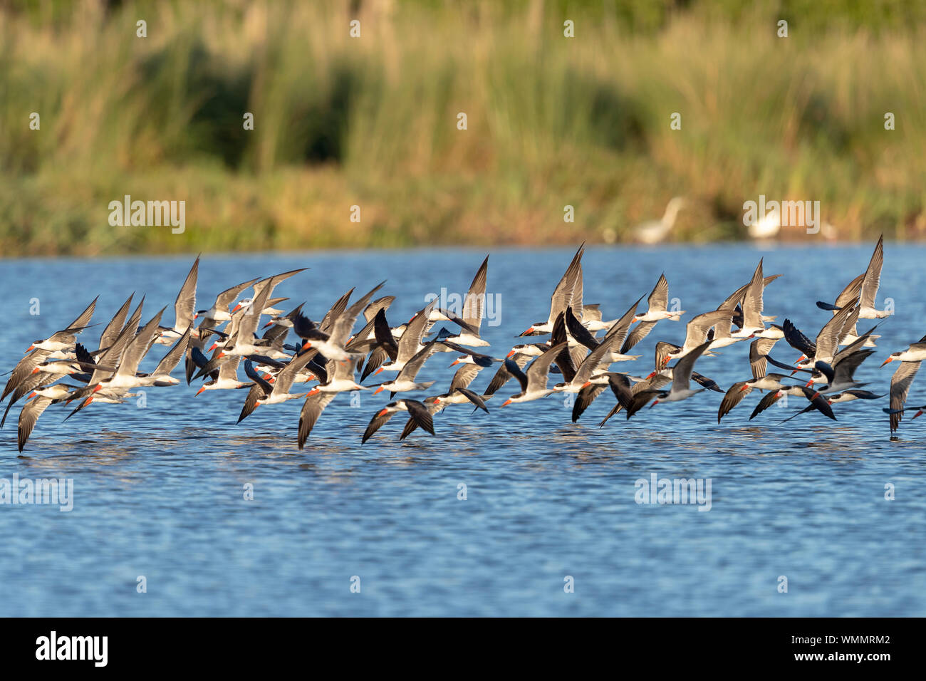 On a sunny day, African Skimmers flies over a river Stock Photo