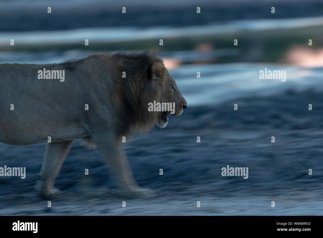 North west lion king hi-res stock photography and images - Alamy