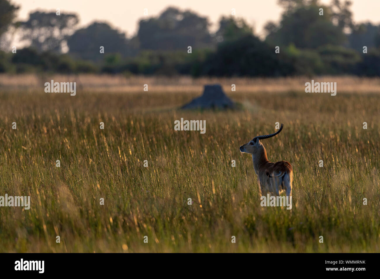 an antelope stands at sunset in the savannah Stock Photo