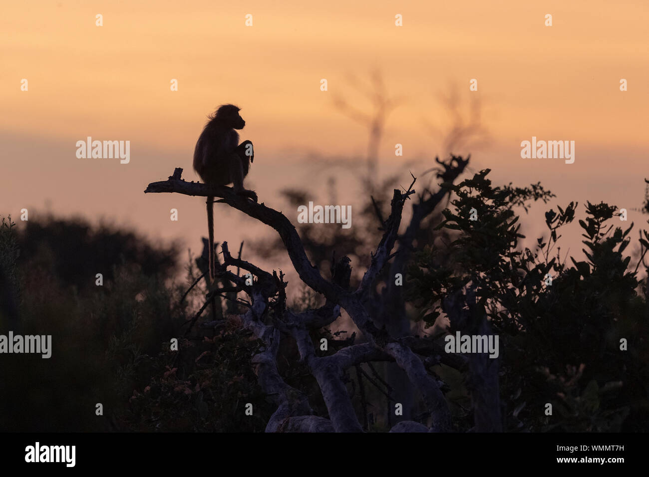 backlighted, a baboon stands at sunrise on a branch Stock Photo