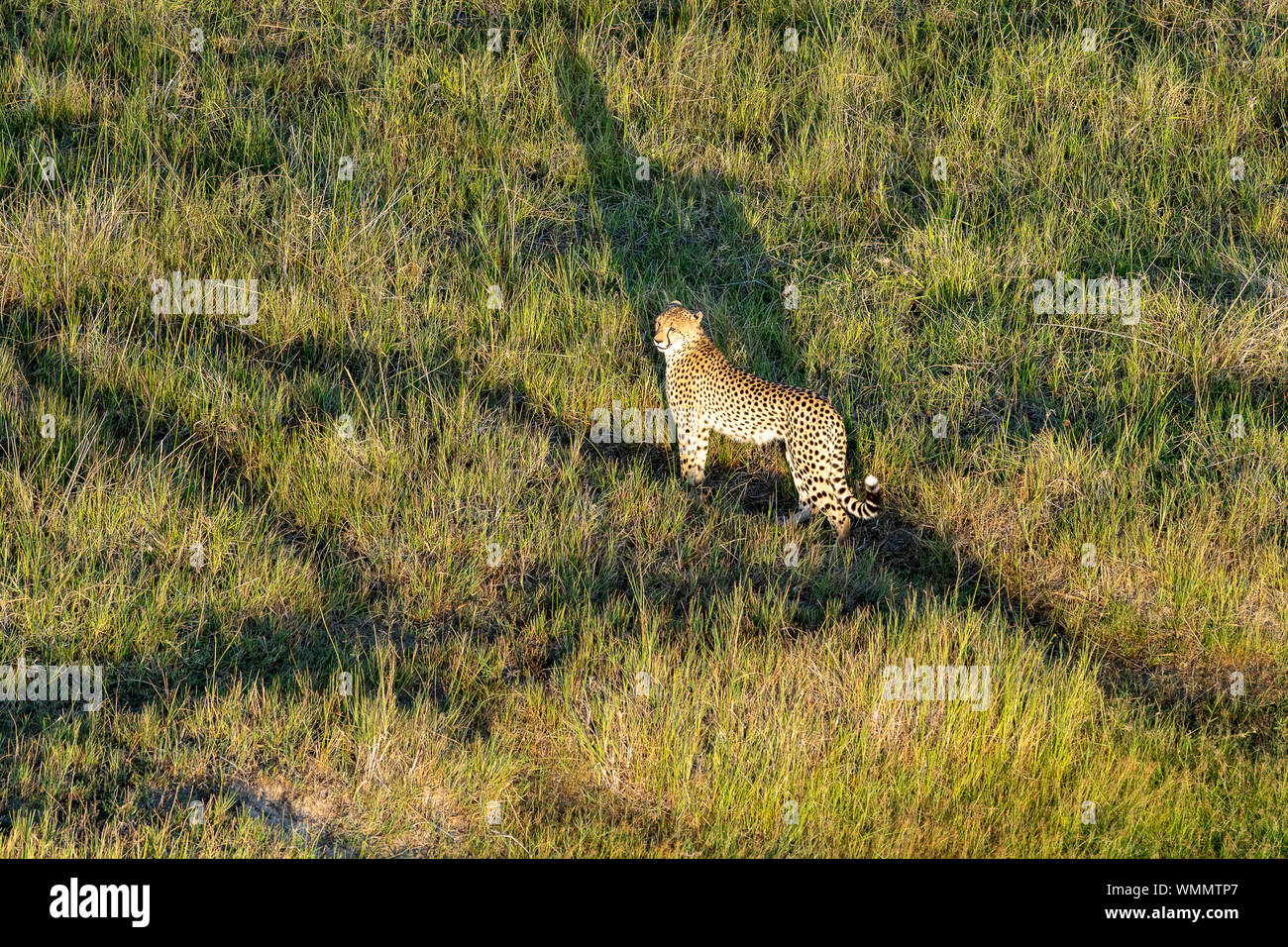 Aerial view of a cheetah walking in the grass, in the morning light Stock Photo