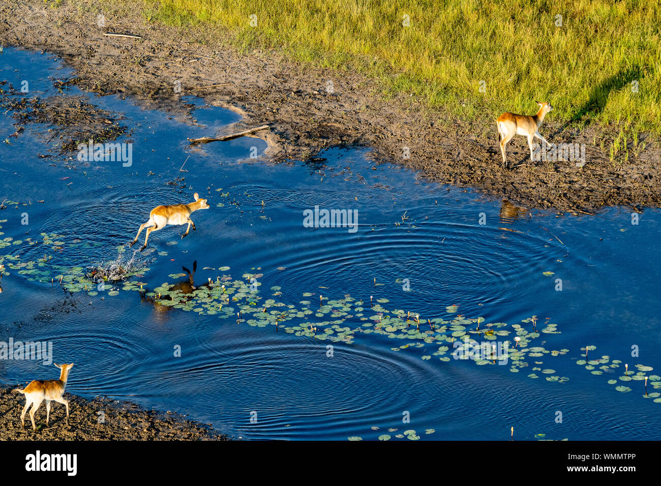 aerial view of antelopes jumping over a river Stock Photo Alamy aerial view of antelopes jumping over a river Stock Photo Alamy