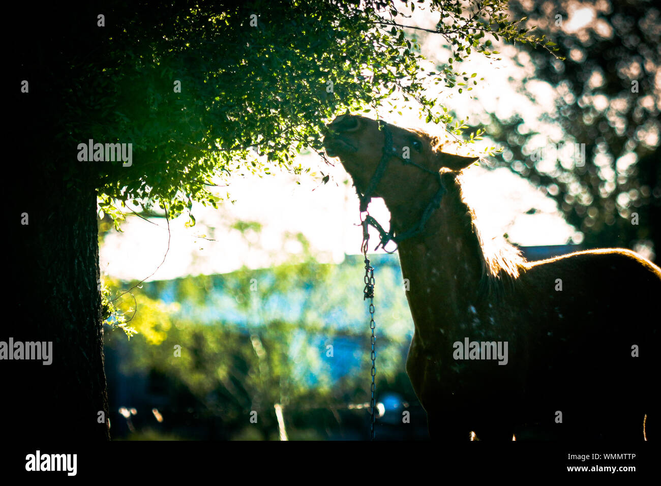 Horse Eating Tree High Resolution Stock Photography and Images Alamy