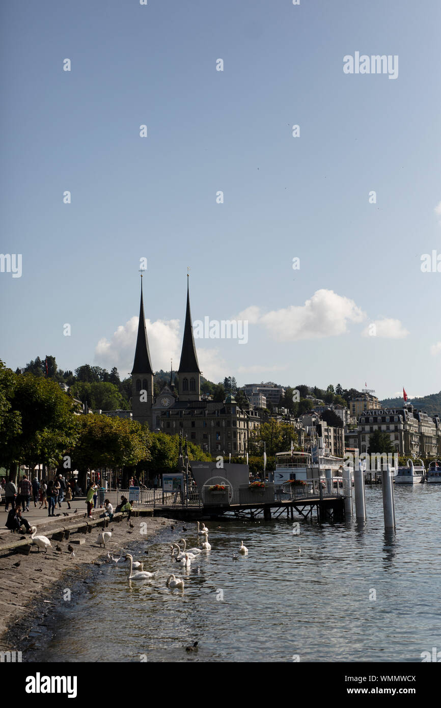 Swans gather along the edge of Lake Lucerne to be fed by tourists on a summer day in Lucerne, Switzerland. Stock Photo