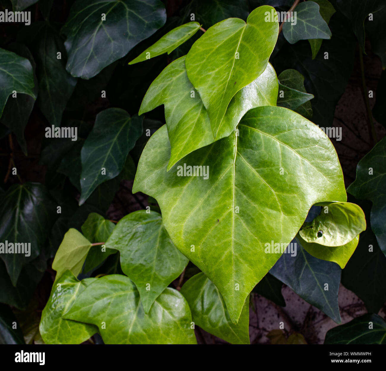 Ivy on green background Stock Photo - Alamy