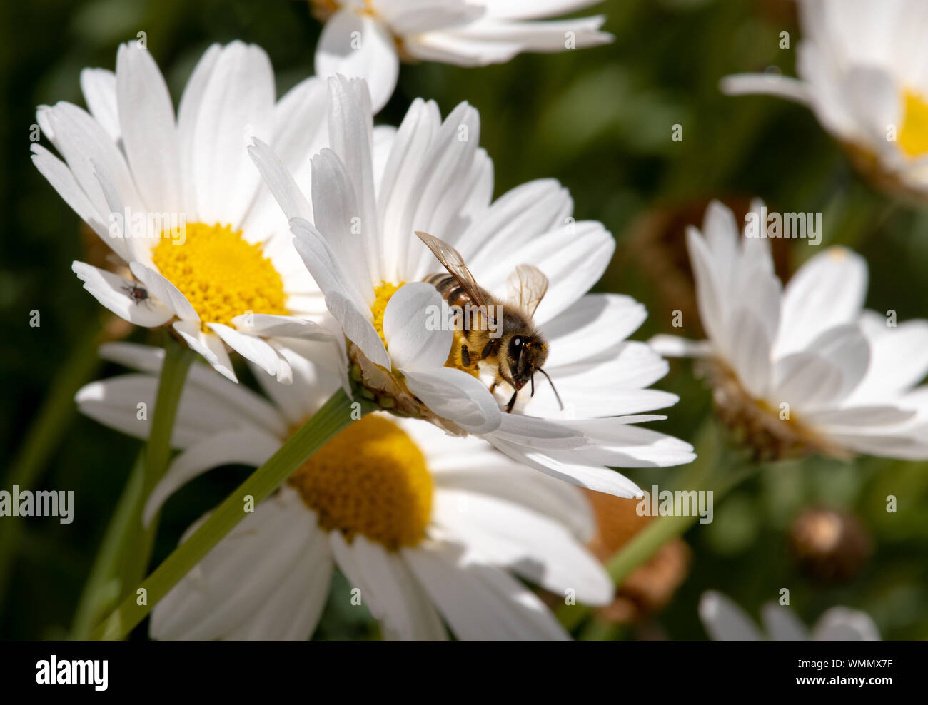 Bee eating and workin for spring time on flower Stock Photo