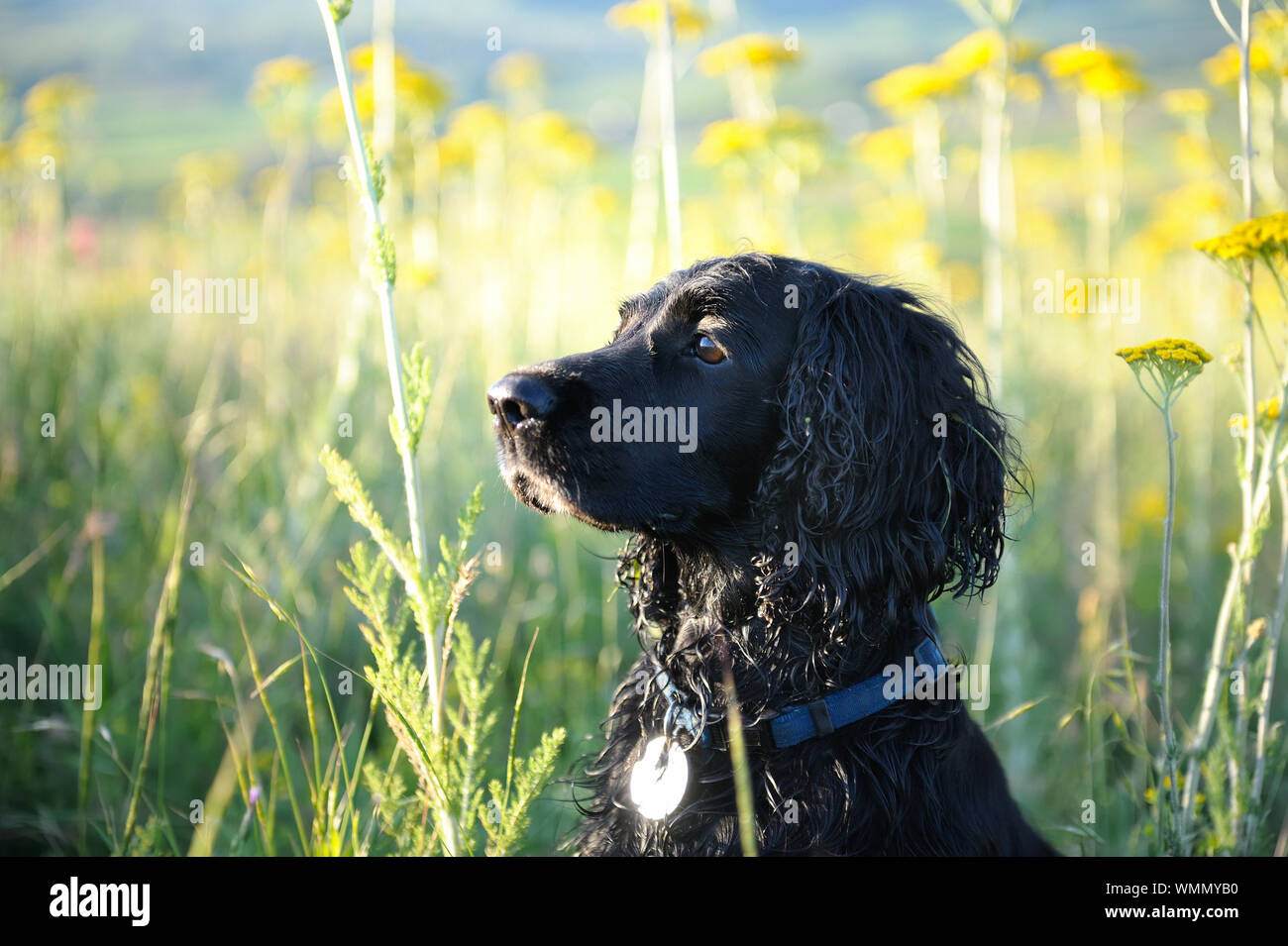 Field portrait of hunting cocker spaniel Stock Photo