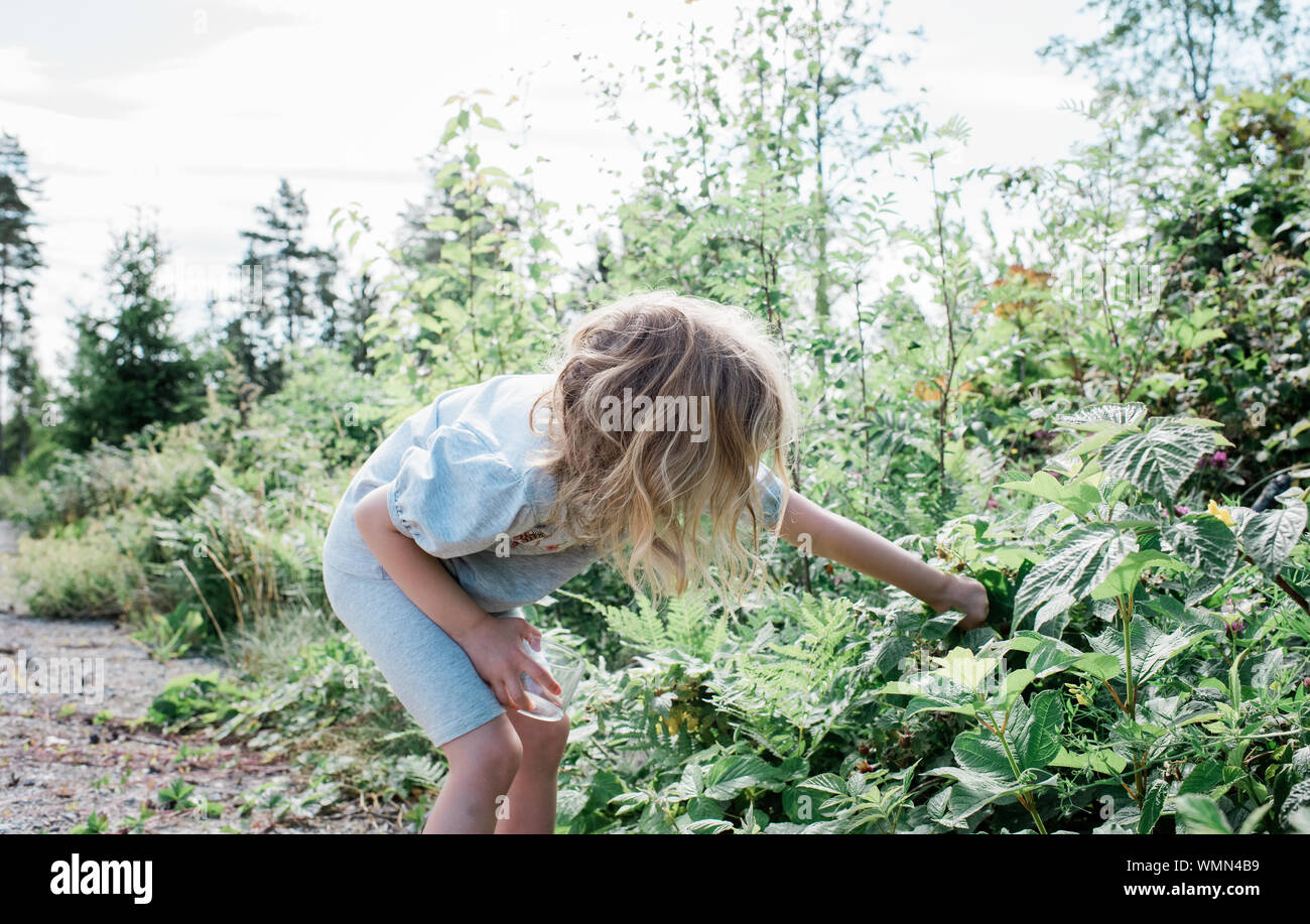 young girl picking fruit from wild bushes in the garden Stock Photo