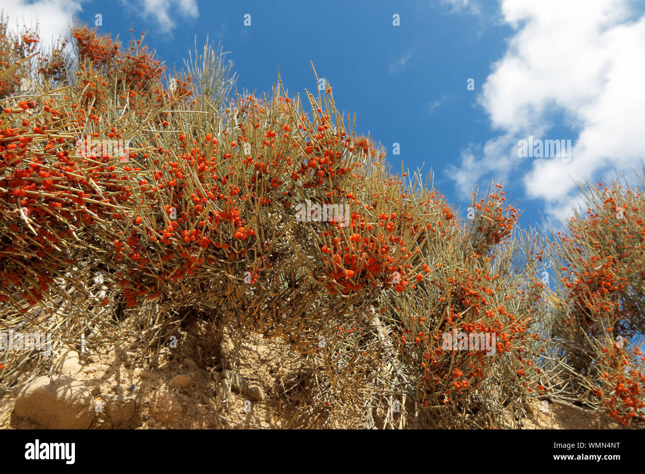 Bush of the horse ephedra with red berryes Stock Photo