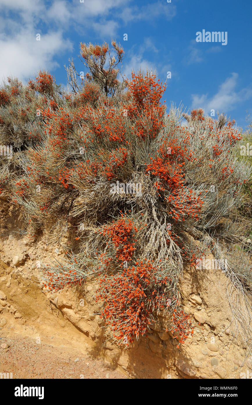 Bush of the horse ephedra with red berryes Stock Photo