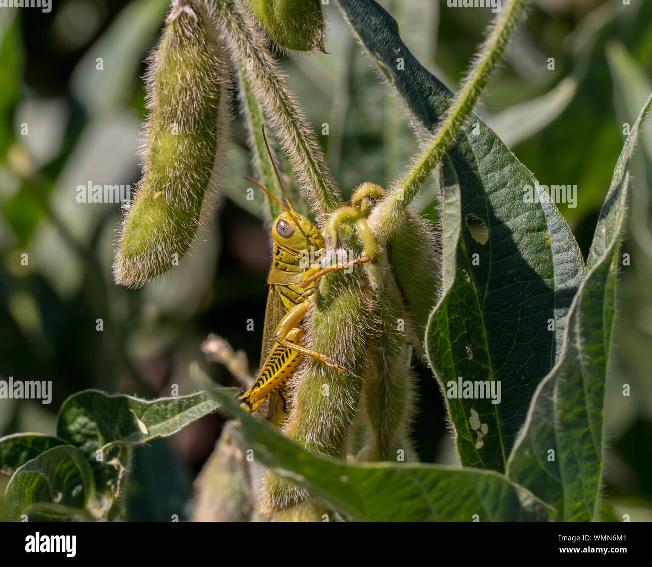 Green Differential Grasshopper eating soybean plant leaf and pod in farm field Stock Photo