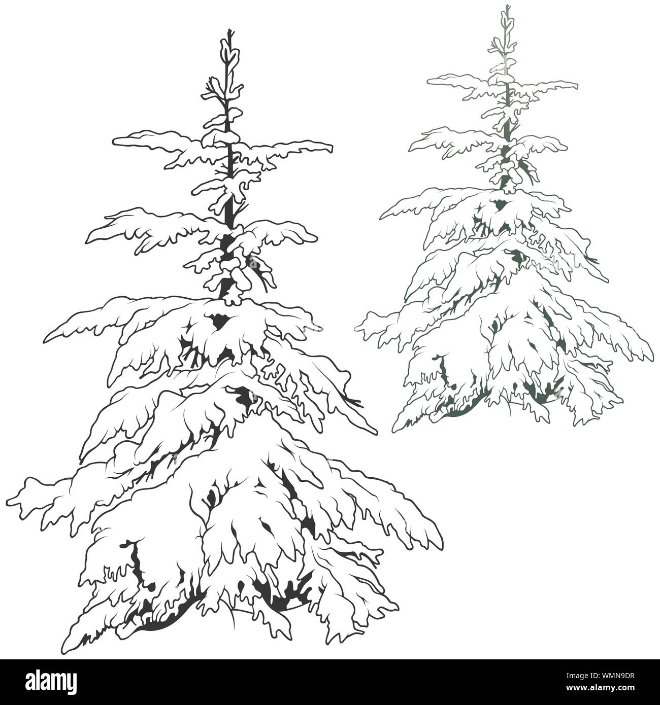 Conifer tree cut out hi-res stock photography and images - Alamy