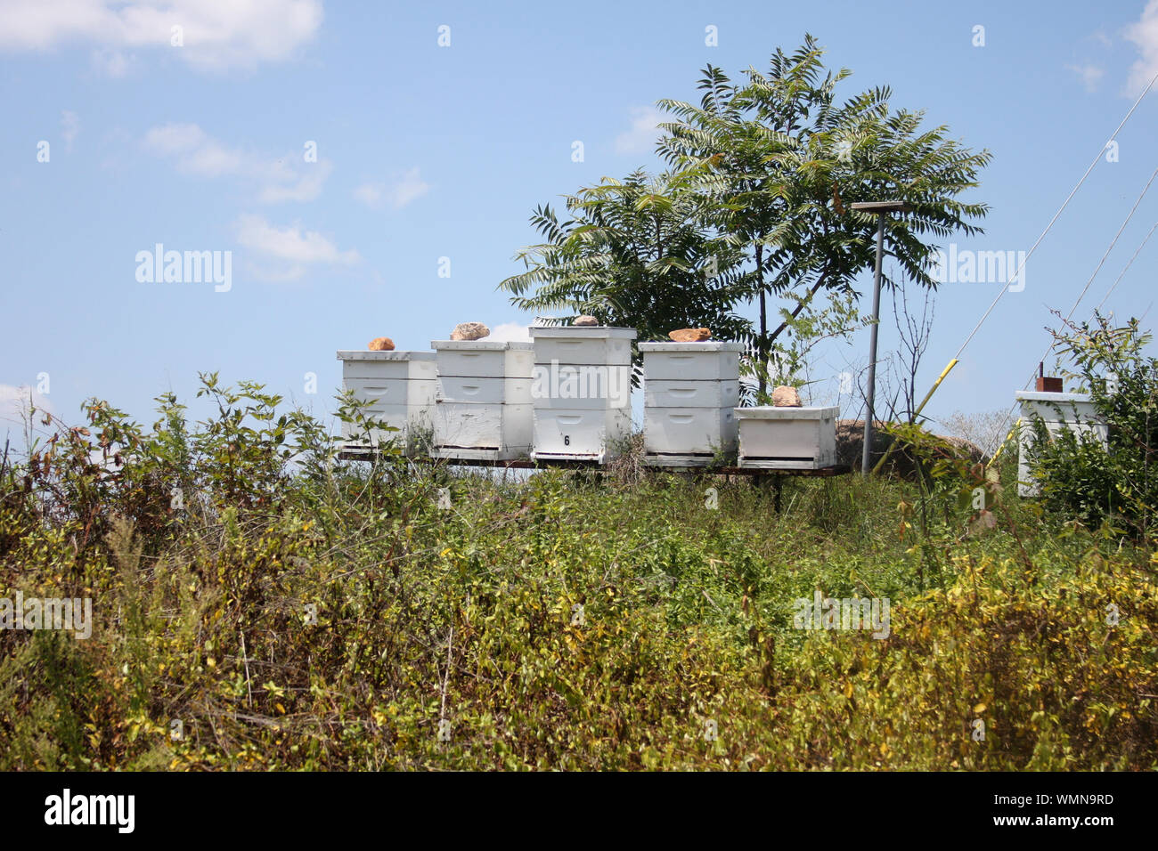 Bee hives in backyard Stock Photo - Alamy