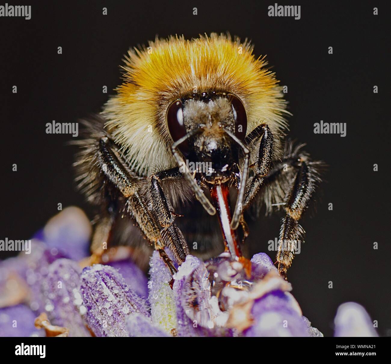 Close-up Of Honey Bee Collecting Nectar From Flower Stock Photo