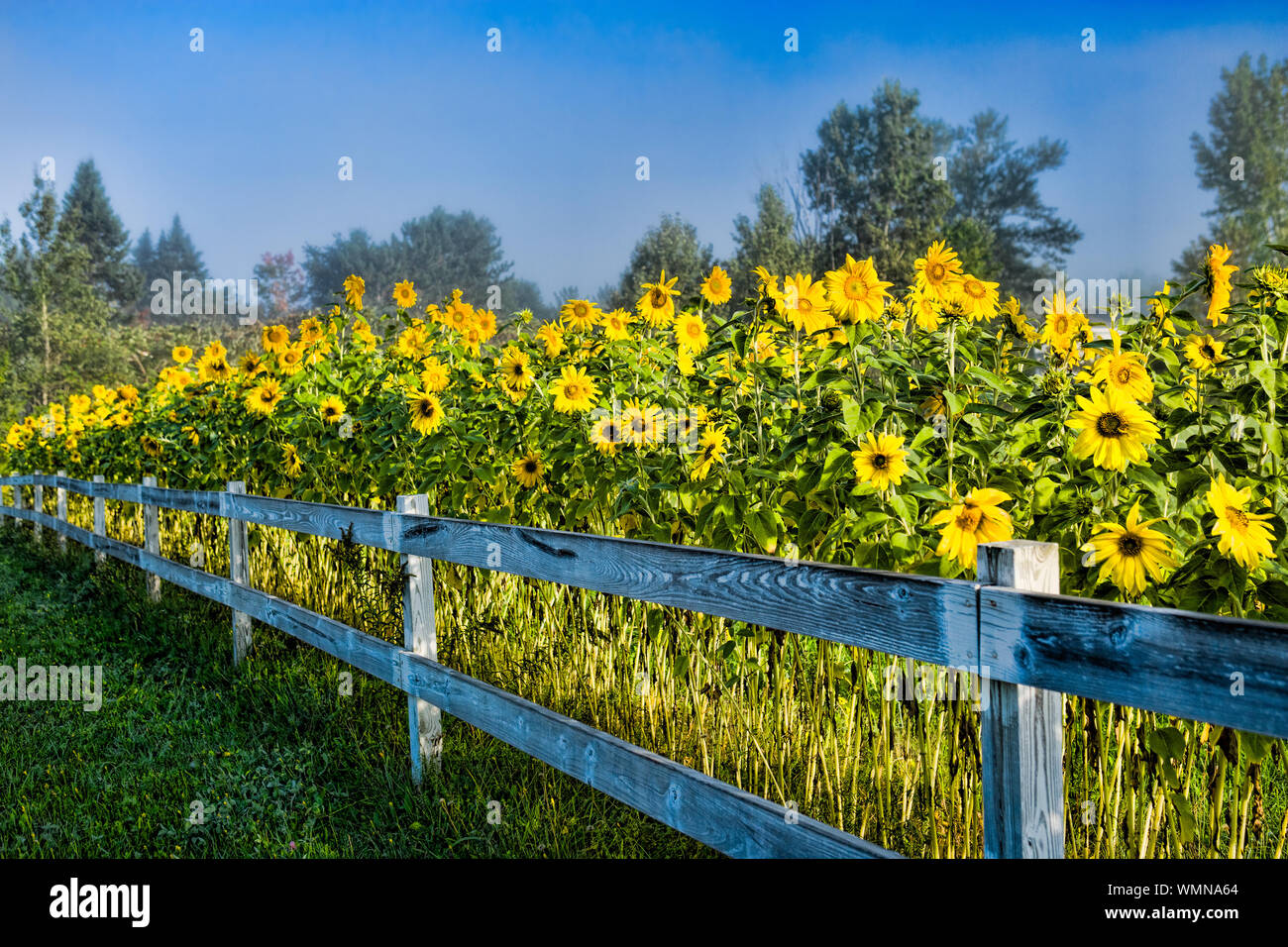 Sunflowers along a white post and rail fence on a foggy morning, Stowe