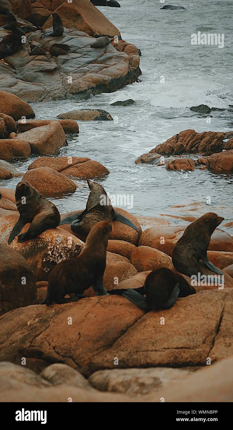 Red Rocks Seals Seals rocks hi-res stock photography and images - Alamy