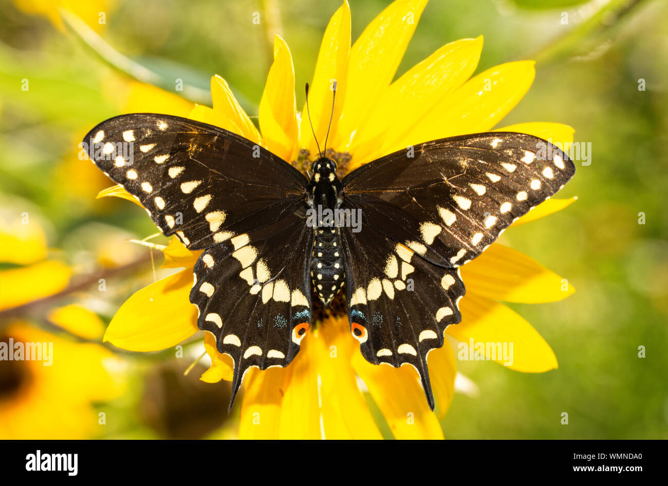 Full dorsal view of open wings of an Eastern Black Swallowtail butterfly on a native Sunflower in brilliant morning sun Stock Photo