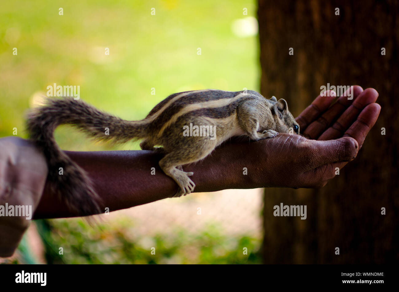 Close-up Of Chipmunk Eating Out Of Hand Stock Photo