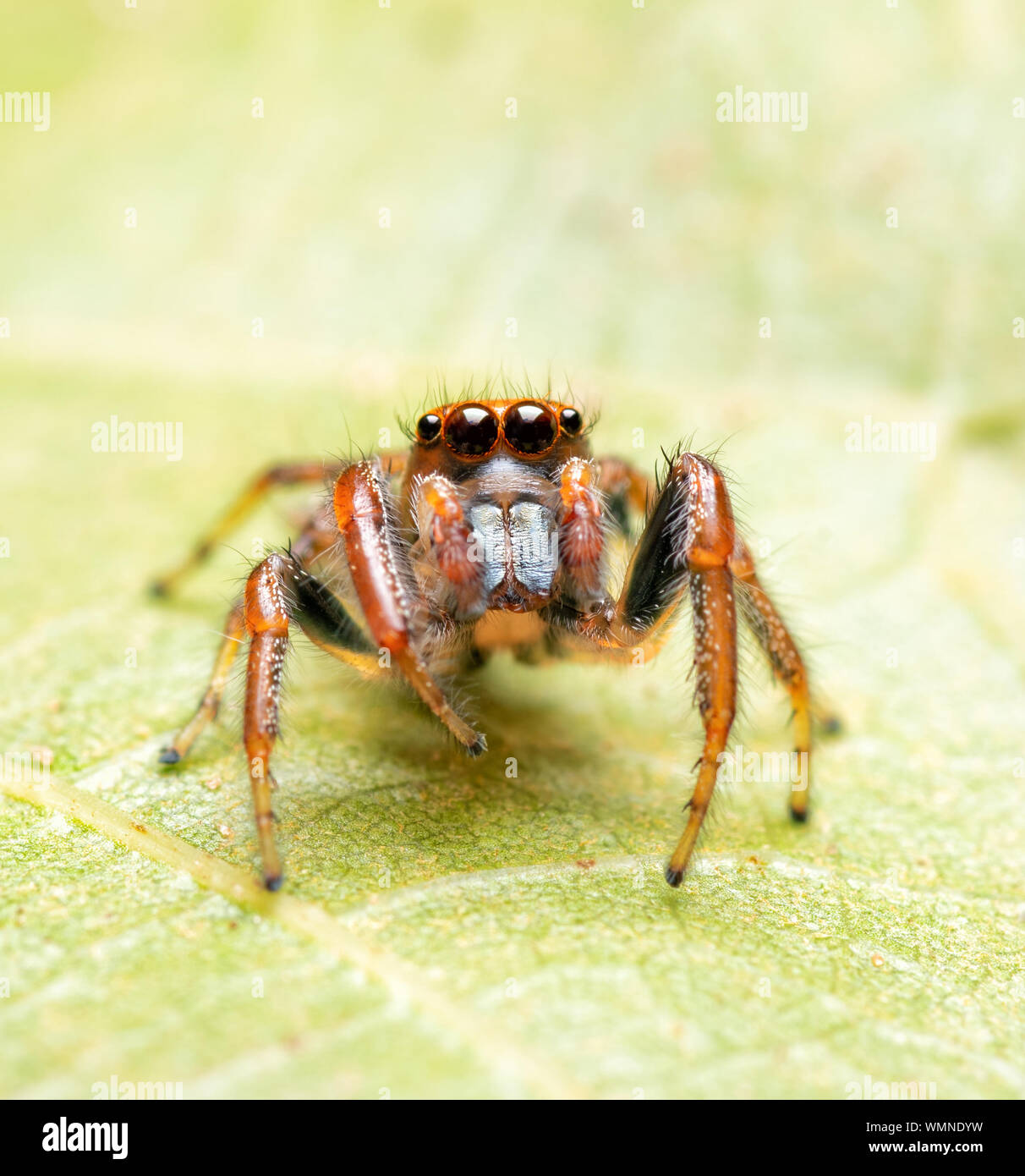 Beautiful Colonus sylvanus, Sylvana Jumping Spider  with his orange eyelashes looking up while resting on an Oak leaf Stock Photo