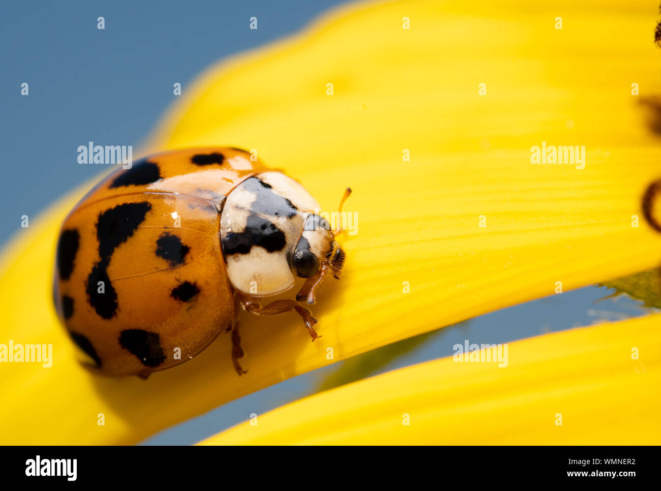 Asian Ladybeetle, Harmonia axyridis, on a bright yellow wild Sunflower petal with blue sky background Stock Photo