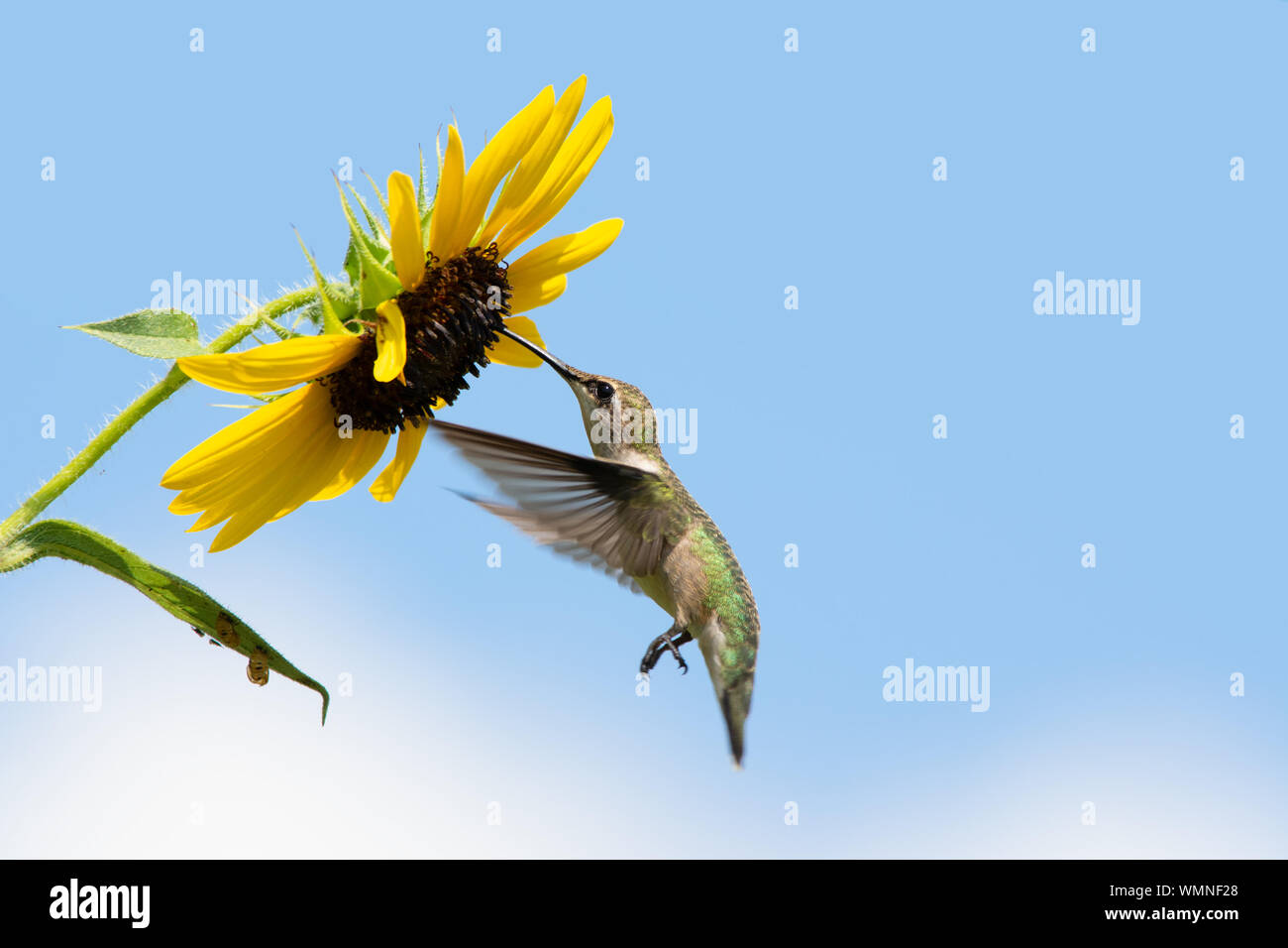 Ruby-throated Hummingbird feeding on a Sunflower in flight Stock Photo