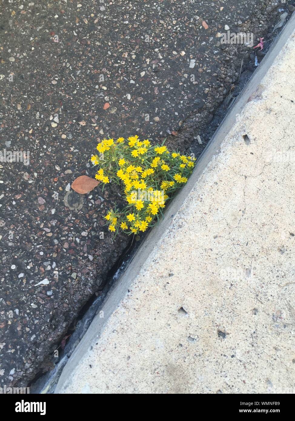 Yellow flowers roadside hires stock photography and images Alamy
