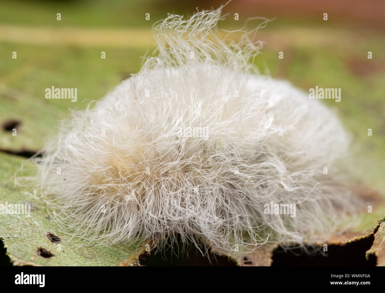 Megalopyge crispata, Black-waved Flannel Moth caterpillar that hides its venomous spines under the innocent looking white fluffy hairs, on an Oak leaf Stock Photo