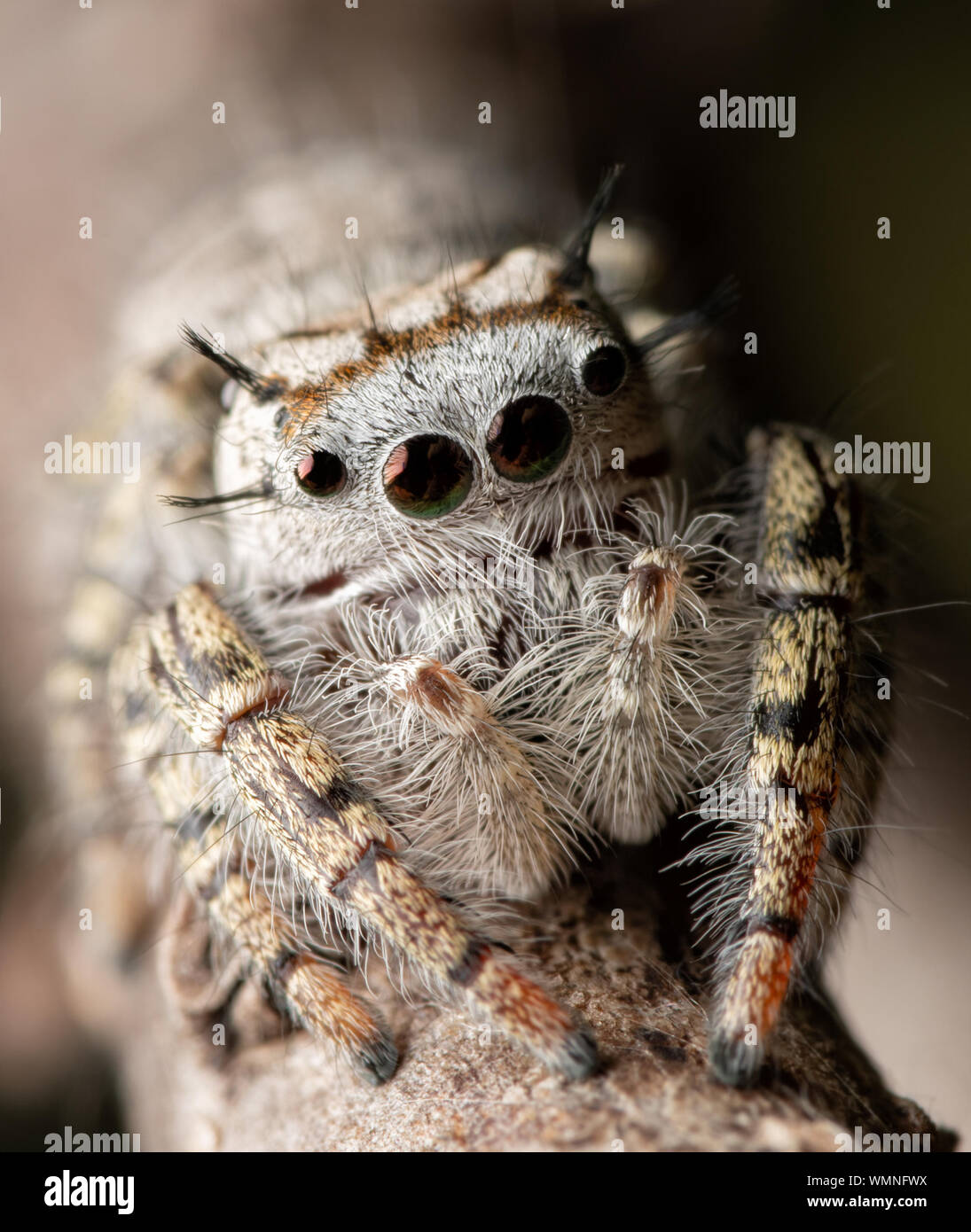 Closeup of a beautiful female Phidippus mystaceus jumping spider Stock Photo