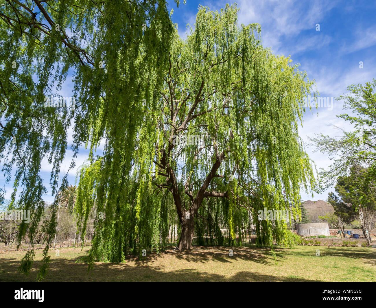 Nieu hires stock photography and images Alamy