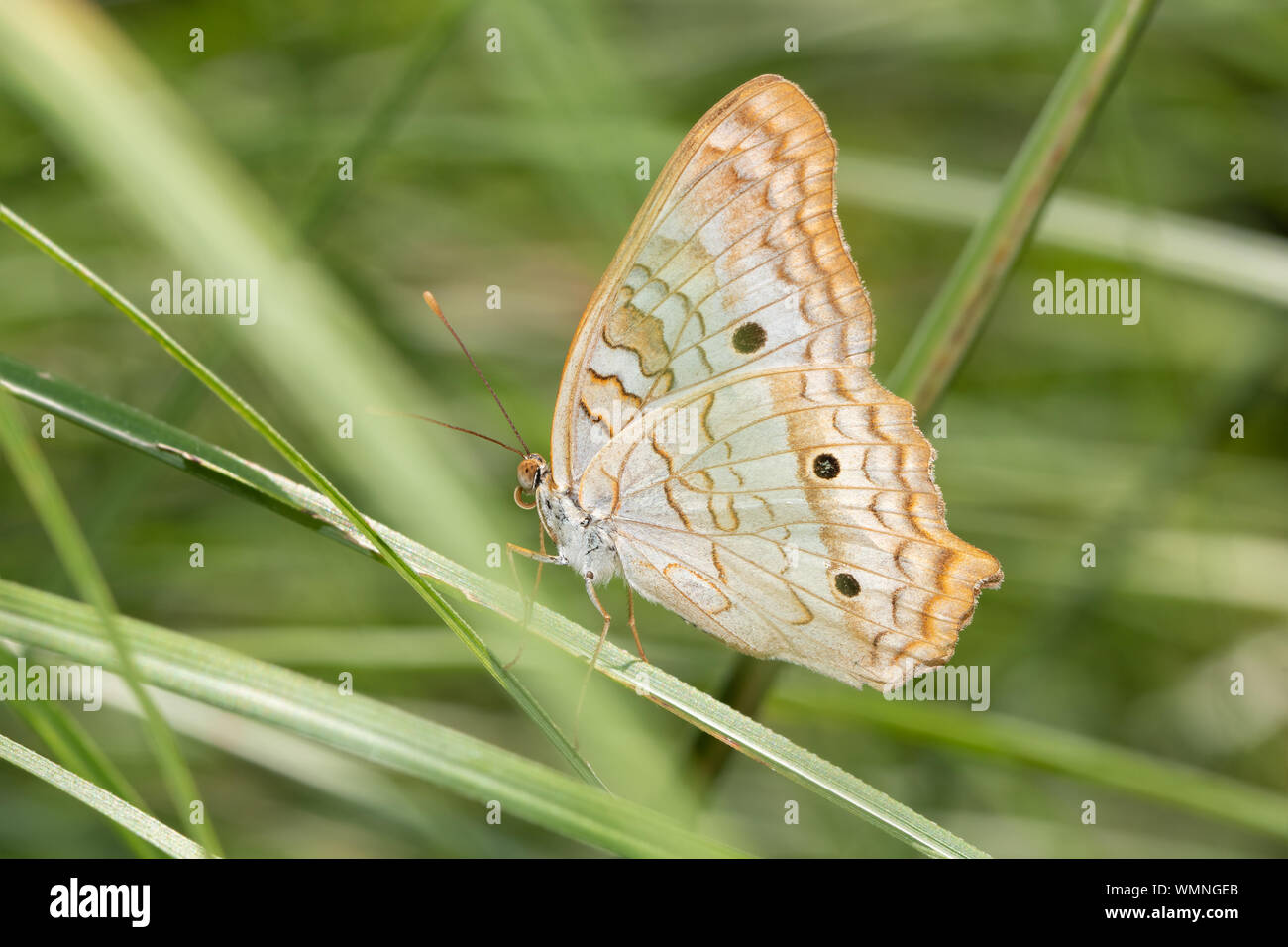 White Peacock Butterfly High Resolution Stock Photography And Images Alamy