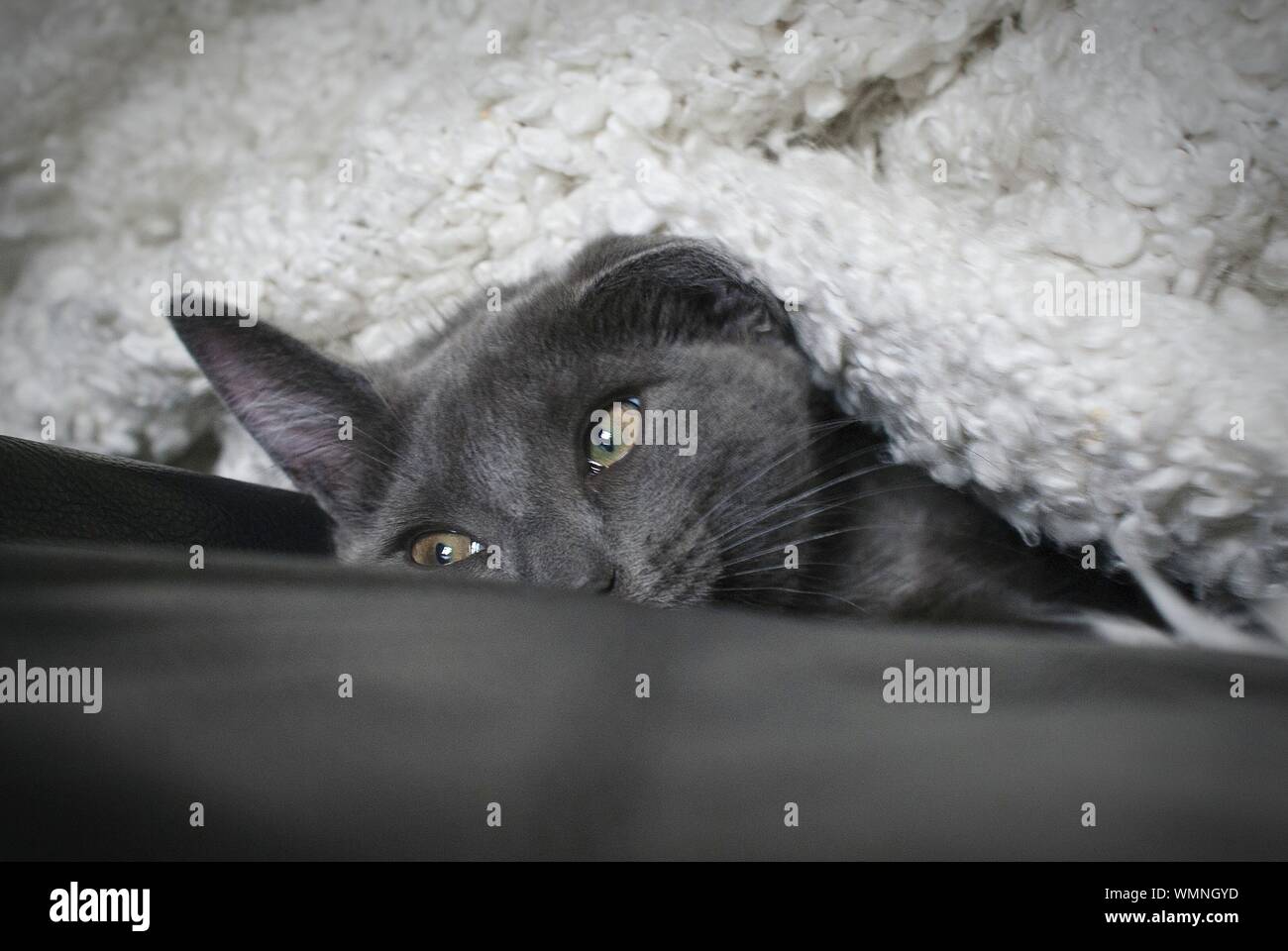 Cat under bed hires stock photography and images Alamy