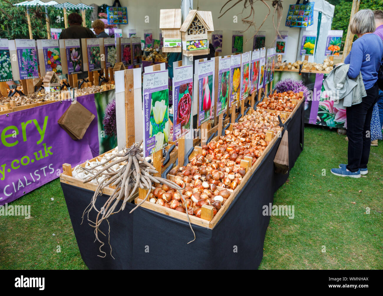 Display of loose tulip bulbs for sale in a stall at the September 2019 Wisley Garden Flower Show at RHS Garden Wisley, Surrey, south-east England Stock Photo