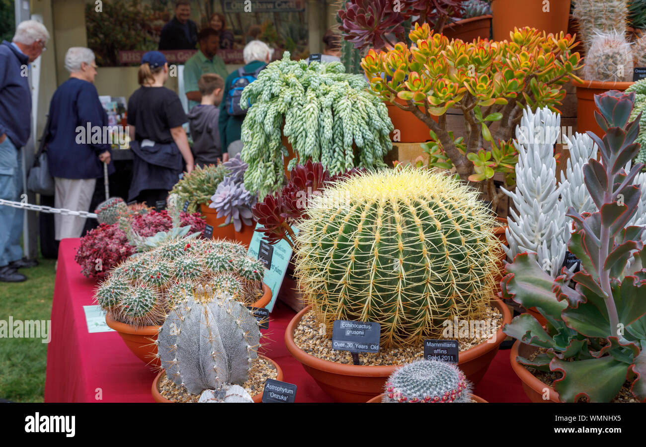 British cactus and succulents society hires stock photography and