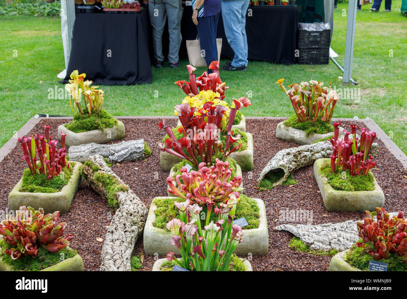 Display of carnivorous plants at the September 2019 Wisley Garden Flower Show at RHS Garden Wisley, Surrey, south-east England Stock Photo