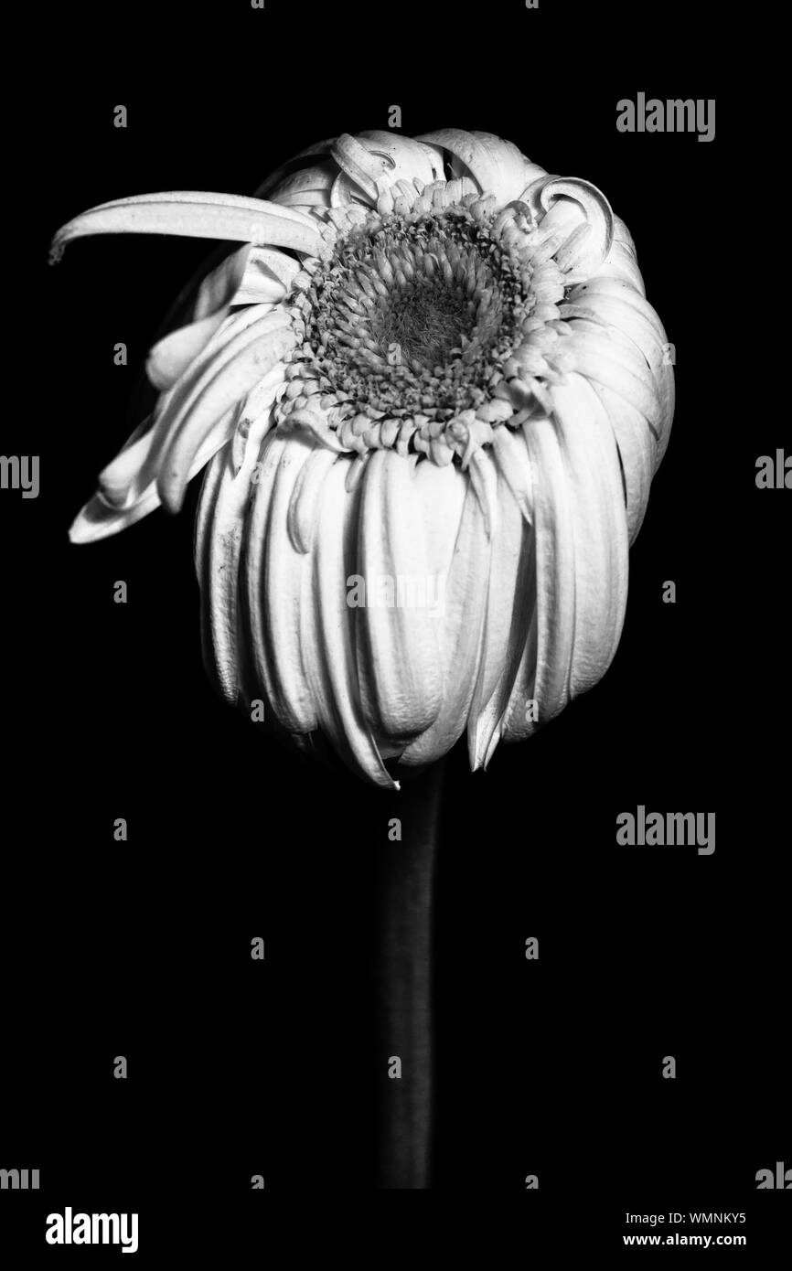 Daisy gerbera Black and White Stock Photos & Images Alamy