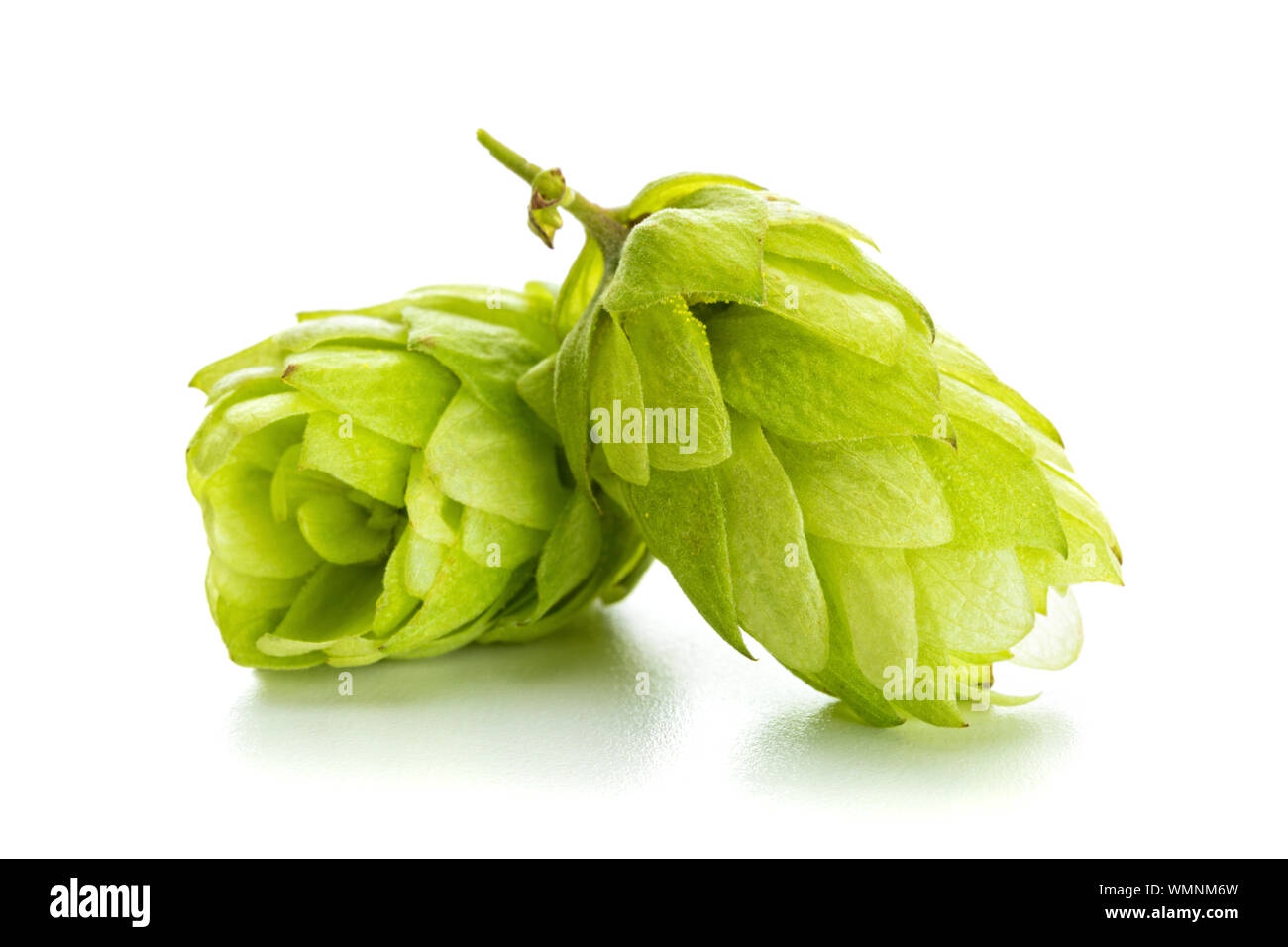 Macro of common hops or Humulus lupulus fruit cones on white background Stock Photo