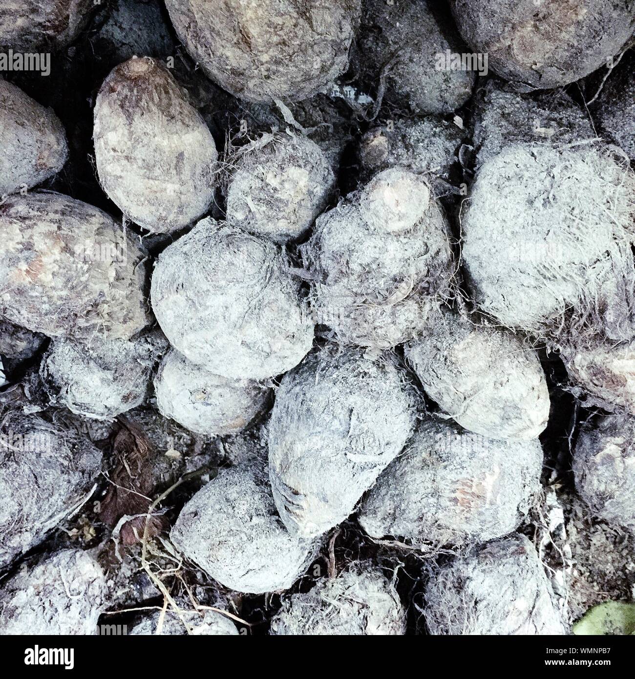 Dirty vegetables hi-res stock photography and images - Alamy