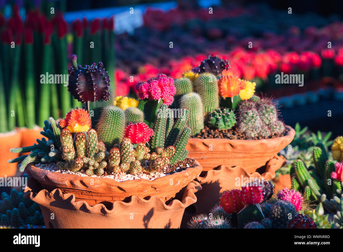 Composition of mini beautiful arrangements of Cactus and Succulents in clay  flower pots in flower shop. Setting of small garden from plants in a brown  Stock Photo - Alamy